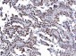 Anti-YY1 Antibody Picoband™ (monoclonal, 3F3E7)